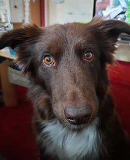 Sally (Border Collie)